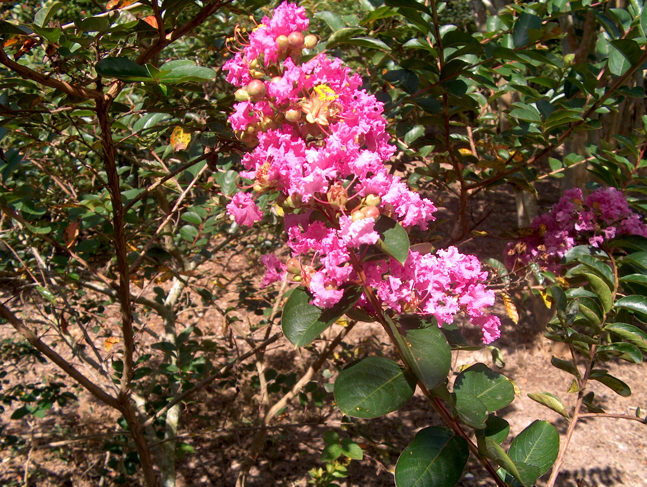 Online Plant Guide - Lagerstroemia indica Mandi  Mandi Crape Myrtle